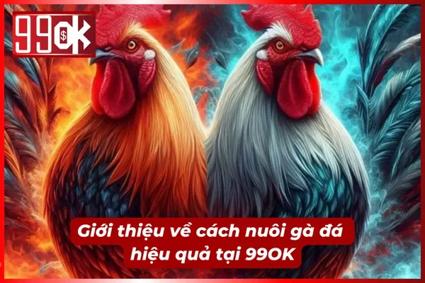 Tìm hiểu cách nuôi gà đá giúp chiến kê luôn sung sức