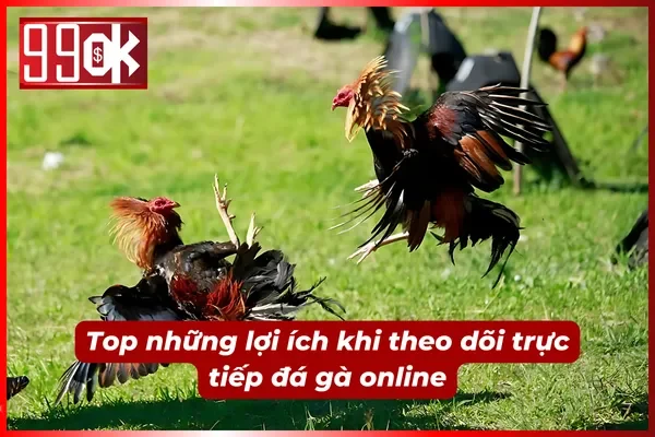 Điểm mặt một vài ưu điểm chỉ có tại 99OK khi theo dõi đá gà